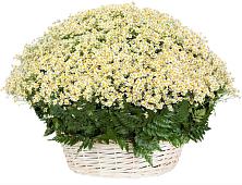 Цветочная композиция из Ромашки в корзине #REPLACE_PRED# Лимане Ставропольского края